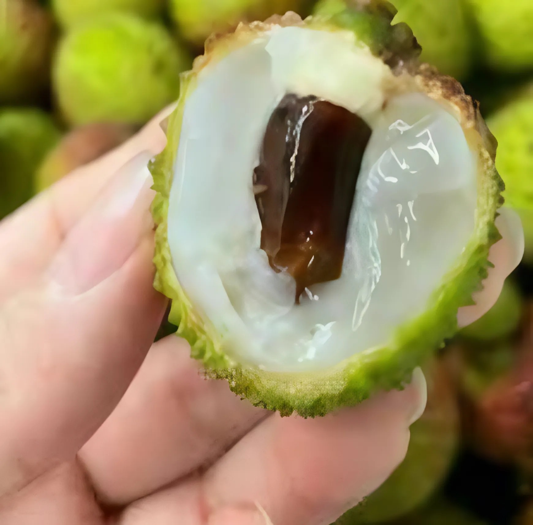 Ulje peruanskog oraščića