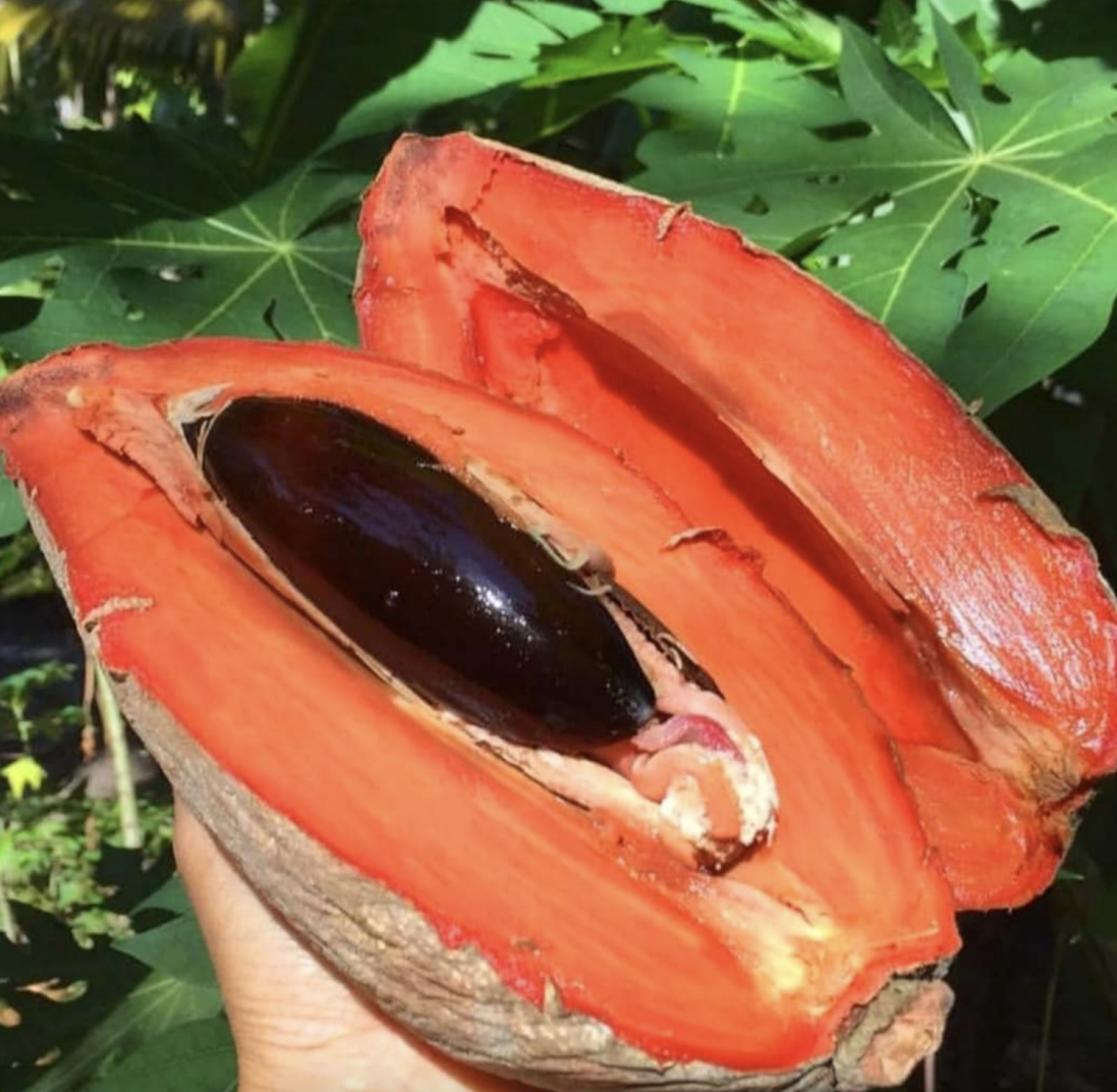 Prirodni plod sapote